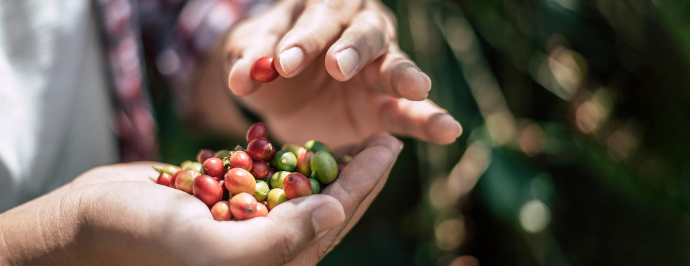 What Does Coffee Taste Like?